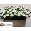 product/img.floraplaza.nl/10780-50-LIVE_fotos-0xBA99D4E5259175BD0911FF19CDC373FF8B7375CE.jpg
