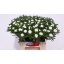 product/img.floraplaza.nl/10780-50-LIVE_fotos-0xC7C1485E3AF2502987E03793D45918E991392F98.jpg
