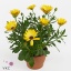 product/img.floraplaza.nl/107834-11-ART_Fotos-VBN-vbn107834.jpg