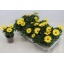 product/img.floraplaza.nl/107834-11-LIVE_fotos-0x0071E506FF978BD69C575915BD45C3DED88CD03E.jpg