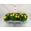 product/img.floraplaza.nl/107834-11-LIVE_fotos-0xC4E5DB9FE1DF81A3249BB01A3F8C497A4661E397.jpg