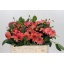 product/img.floraplaza.nl/108057-50-LIVE_fotos-0x6ACE701D663CA1EDC48AF627BFA33DBDE78522E5.jpg