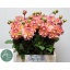 product/img.floraplaza.nl/108057-50-LIVE_fotos-0x7D625B1186A9AB7B30DDCED67EC65045C70C6259.jpg