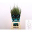 product/img.floraplaza.nl/108106-80-LIVE_fotos-0x6754E6EF2D8FE242ECA4DD874D8212483731E2DF.jpg