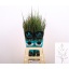 product/img.floraplaza.nl/108106-80-LIVE_fotos-0x84B1DEA5660F8BEEFD3D4CA7D996F5BD5EC5A4E3.jpg