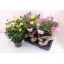 product/img.floraplaza.nl/108110-17-LIVE_fotos-0x3EADBC1E16AC77AD9A30227F3FFE1AB4256E3F4E.jpg