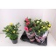 product/img.floraplaza.nl/108110-17-LIVE_fotos-0x620C6789AEFD1F778FE0BE0FEE95AC0F01078693.jpg