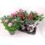 product/img.floraplaza.nl/108110-17-LIVE_fotos-0x82C7A4DDC411495099C6041D1D13620EBCE7E21F.jpg