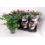 product/img.floraplaza.nl/108110-17-LIVE_fotos-0xE2B9AA3E24EB5756F9DAA0DF52EE973D1750E89B.jpg