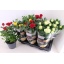 product/img.floraplaza.nl/108110-17-LIVE_fotos-0xF5EB96F8E6DEFAA40934C05106E2C0405767C5FD.jpg