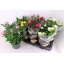 product/img.floraplaza.nl/108111-17-LIVE_fotos-0xB01C22BD8043A64AD8EB2343151D6F0D21ACCE63.jpg