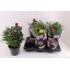 product/img.floraplaza.nl/108111-17-LIVE_fotos-0xB7850850476D5B0EF2123C4756B29806622DD8A2.jpg