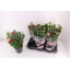 product/img.floraplaza.nl/108111-17-LIVE_fotos-0xCCFA8887CD7F70BF5AF28EAB49604F11154AB0F6.jpg