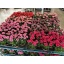 product/img.floraplaza.nl/108186-510-LIVE_fotos-0xD4EE1032B4C12CCFC83C2E07CB1E21B48A39BC21.jpg