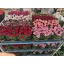 product/img.floraplaza.nl/108186-510-LIVE_fotos-0xE197C73EE0C27E9C77100C907D42BE67603801BA.jpg