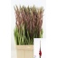 product/img.floraplaza.nl/108200-115-LIVE_fotos-0x7D5E9537F41CF4424F119AC4F784D2954B9CC44A.jpg