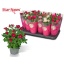 product/img.floraplaza.nl/108230-510-LIVE_fotos-0xC84676FC578167990F1BA2F94FF69C3BB80BE52F.jpg
