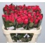 product/img.floraplaza.nl/108354-70AGRI-LIVE_fotos-0x5D05E57D4C84D30657DB5FE47B721E77D3DF2D8D.jpg