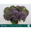 product/img.floraplaza.nl/108496-80-LIVE_fotos-0x35C1C826219286F7145D4C38C7391236C6AD6B4B.jpg