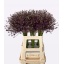 product/img.floraplaza.nl/108621-65-LIVE_fotos-0x0014CA0158D8383DE196E551209F73D01B8C7CC6.jpg