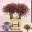 product/img.floraplaza.nl/108621-65-LIVE_fotos-0xD55AC84D74BA5E5EE2E448FF85C72F5369817DC2.jpg