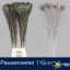 product/img.floraplaza.nl/108680-LIVE_fotos-0x6054BB35DAF054AF117C703E55D891820A63E508.jpg