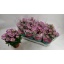 product/img.floraplaza.nl/108924-14-LIVE_fotos-0xD1C3CA50AE6FF80EEB20904DADDBCE1B49624E33.jpg