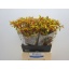 product/img.floraplaza.nl/10896-50-LIVE_fotos-0x2F8ACF6E3BB2A9D5A86B152CAA96857CCC13FC8C.jpg