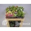 product/img.floraplaza.nl/108992-ASSORTI_fotos-MVA-OZE - Lisianthus mix foto.jpg