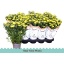 product/img.floraplaza.nl/109047-12-LIVE_fotos-0xAA9EE7B737D4C37FB09D560BC64C0AB737EA6334.jpg