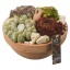 product/img.floraplaza.nl/109314-23-LIVE_fotos-0x87257ACB2D5C1E532817D1506EFC698DEB613DE4.jpg