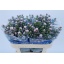 product/img.floraplaza.nl/10934-75-LIVE_fotos-0xE79C14DC89009FAF55DFC1EC6540AC4FF7C81F9D.jpg