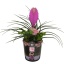 product/img.floraplaza.nl/109349-13-LIVE_fotos-0xCE6A5E163A4735645B6F3765FFCCDB125D1B6C29.jpg