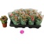product/img.floraplaza.nl/109446-7-LIVE_fotos-0xCF302BFFCA94BB9350CC8F280849334F0F7D51CB.jpg