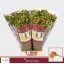 product/img.floraplaza.nl/109470-LIVE_fotos-0xDC295C14AB80F2747C0F44C31BD85C60F73CC5CA.jpg