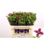product/img.floraplaza.nl/109538-70-LIVE_fotos-0x6839BA80672A121CA998A63A8D49D1AB69E25FA0.jpg
