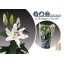 product/img.floraplaza.nl/10955-85-LIVE_fotos-0x8CF4E7419CF7DC9EE21A86649B945707BFE97AC9.jpg
