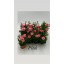product/img.floraplaza.nl/109595-9-LIVE_fotos-0x2A9B396C3B4E979FE1BEC2E605FAE943C764932D.jpg