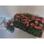 product/img.floraplaza.nl/109595-9-LIVE_fotos-0xCFDC2DF20F5E73AA4C829DC069AF3B38B92A6E91.jpg