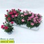 product/img.floraplaza.nl/109599-510-LIVE_fotos-0x11E49F665BE683BEECA1A94509CE36460FAA8EAA.jpg