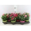 product/img.floraplaza.nl/109599-510-LIVE_fotos-0x46823DDAF3D258F4E14D50E5CFF50507828482C9.jpg