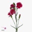 product/img.floraplaza.nl/109694-ART_Fotos-VBN-vbn109694.jpg