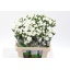 product/img.floraplaza.nl/109694-LIVE_fotos-0x3F5428830A6F4F25D6F92A4143C08793FD723C8C.jpg