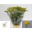 product/img.floraplaza.nl/109765-70-LIVE_fotos-0x9AAE764FFF28F97901AEB45BE24CE42150A5BF84.jpg