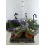 product/img.floraplaza.nl/109780-23-LIVE_fotos-0xE0F947448283C5A70A1216FB4B5A74FDFCD6A767.jpg