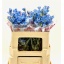 product/img.floraplaza.nl/110033-50-LIVE_fotos-0xF9220C4CF402DB04E120D4D70F30690302C36DD7.jpg