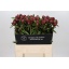 product/img.floraplaza.nl/110040-60-LIVE_fotos-0xE7E694CD5959F8063BBD4010310DCA108C2857F6.jpg