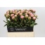 product/img.floraplaza.nl/110063-60-LIVE_fotos-0x0BEADB2519A0A853DF3BFD672B0522C206B6C15E.jpg