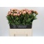 product/img.floraplaza.nl/110063-60-LIVE_fotos-0xA0D894E1598CC7A883B13D63F4107AEFC3AD8670.jpg