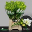 product/img.floraplaza.nl/11010-52-LIVE_fotos-0x28D641B79456ECA2D334E2A96E103EB51226D129.jpg